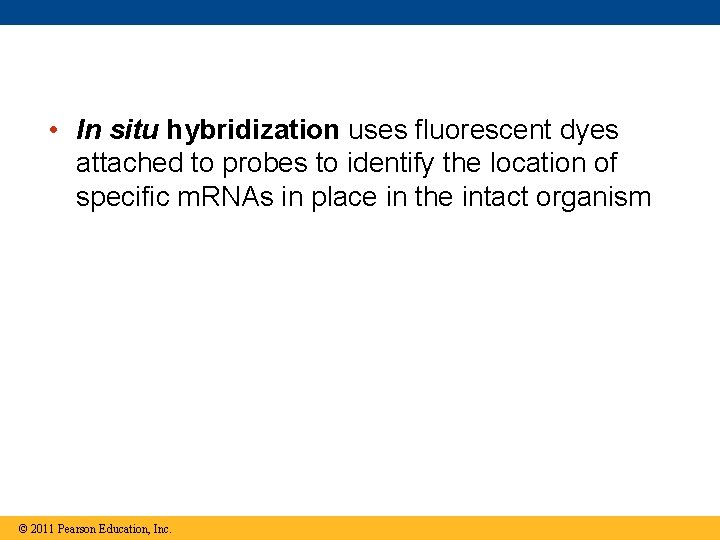  • In situ hybridization uses fluorescent dyes attached to probes to identify the