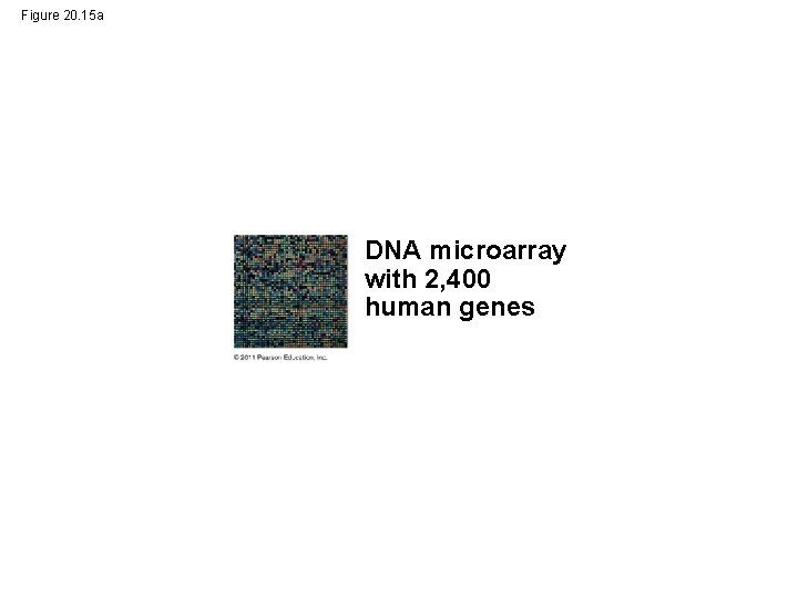 Figure 20. 15 a DNA microarray with 2, 400 human genes 