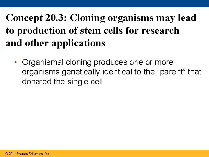 Concept 20. 3: Cloning organisms may lead to production of stem cells for research