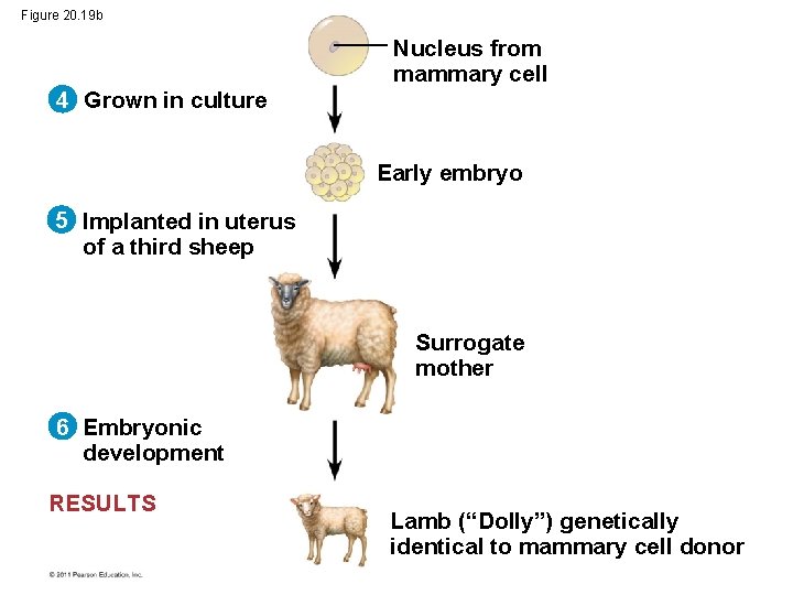 Figure 20. 19 b Nucleus from mammary cell 4 Grown in culture Early embryo