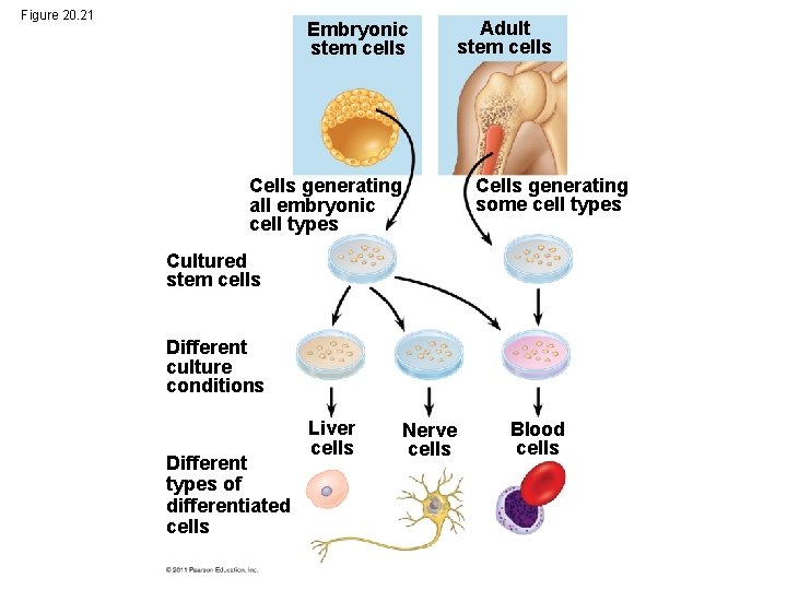 Figure 20. 21 Embryonic stem cells Adult stem cells Cells generating some cell types