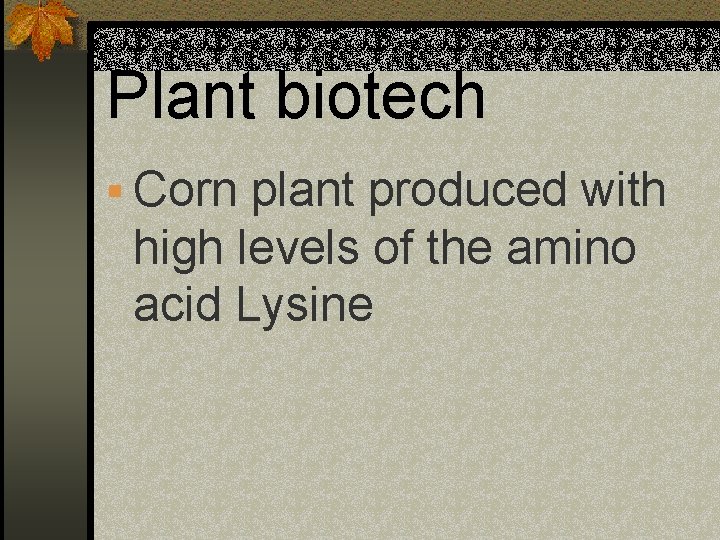 Plant biotech § Corn plant produced with high levels of the amino acid Lysine
