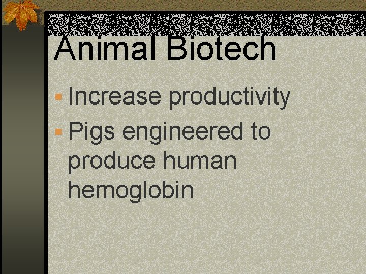 Animal Biotech § Increase productivity § Pigs engineered to produce human hemoglobin 