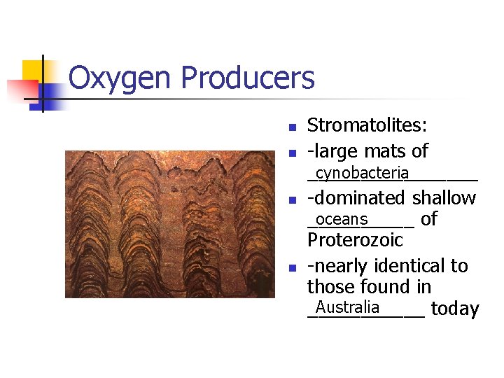 Oxygen Producers n n Stromatolites: -large mats of ________ cynobacteria -dominated shallow oceans _____