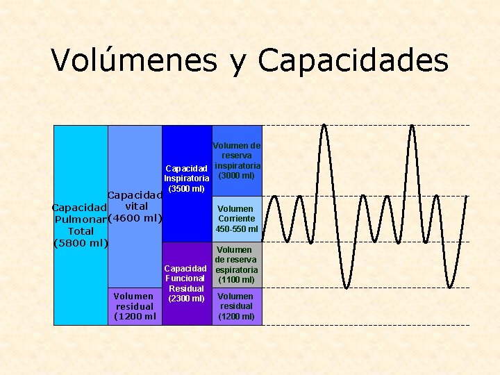 Volúmenes y Capacidades Capacidad vital Capacidad Pulmonar (4600 ml) Total (5800 ml) Volumen residual