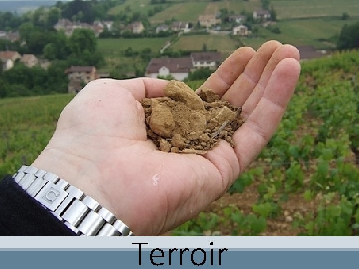 Terroir 