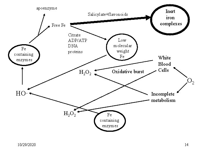 apoenzyme Salicylate+flavonoids Free Fe Fe containing enzymes Citrate ADP/ATP DNA proteins H 2 O