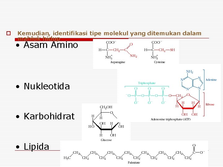 o Kemudian, identifikasi tipe molekul yang ditemukan dalam mahluk hidup • Asam Amino •