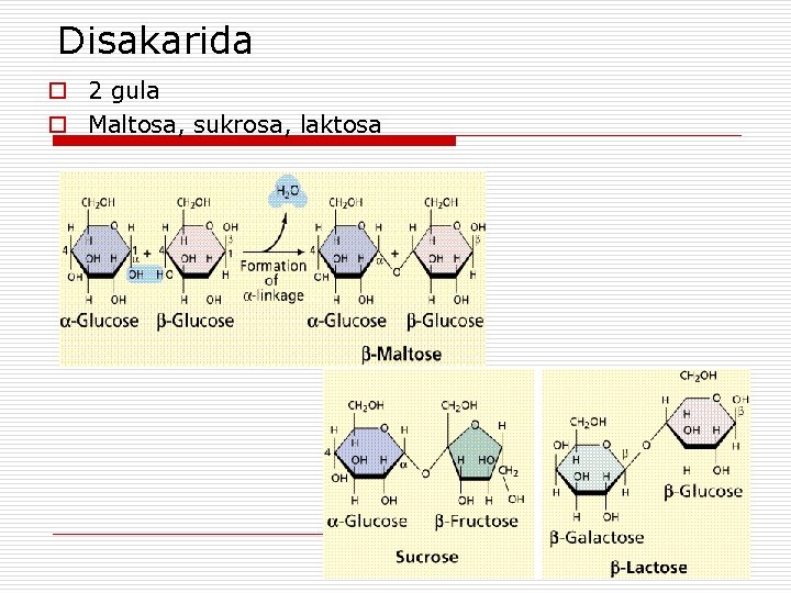 Disakarida o 2 gula o Maltosa, sukrosa, laktosa 