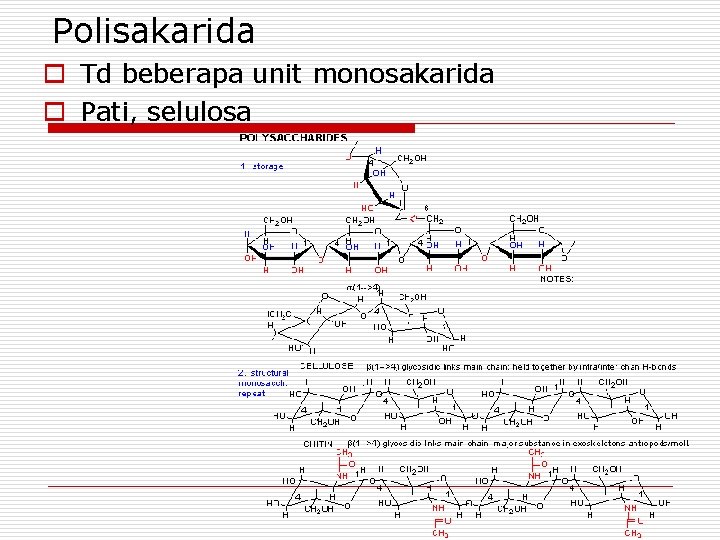 Polisakarida o Td beberapa unit monosakarida o Pati, selulosa 