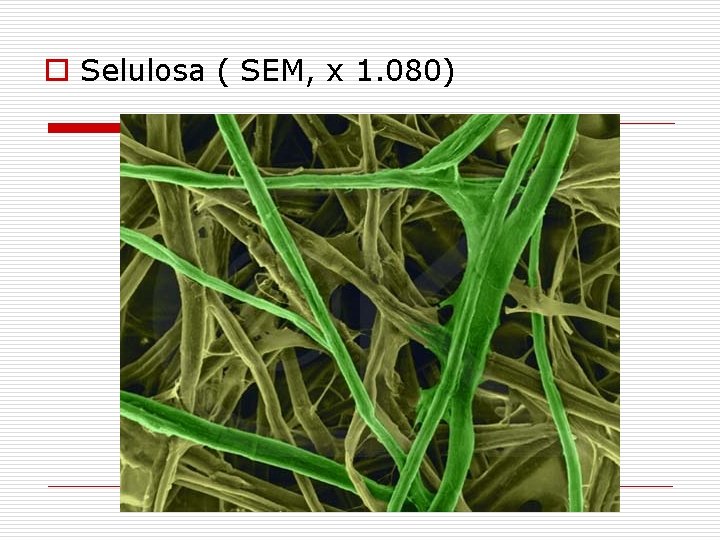 o Selulosa ( SEM, x 1. 080) o Selulosa ( SEM, x 1. 080)