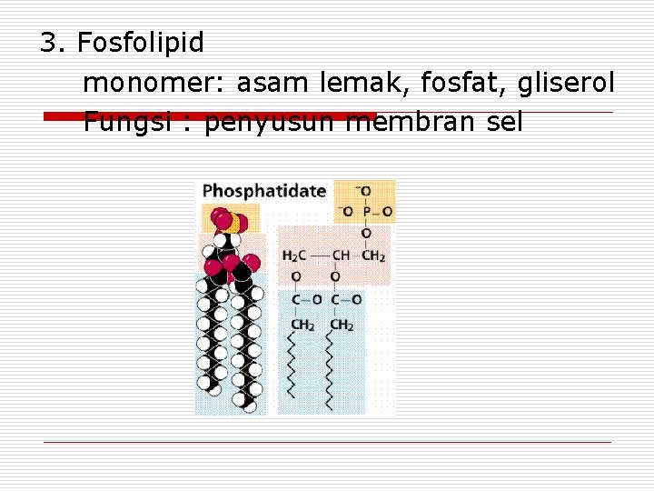 3. Fosfolipid monomer: asam lemak, fosfat, gliserol Fungsi : penyusun membran sel 3. Fosfolipid monomer: asam lemak, fosfat, gliserol Fungsi : penyusun membran sel
