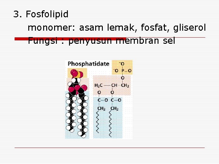 3. Fosfolipid monomer: asam lemak, fosfat, gliserol Fungsi : penyusun membran sel 