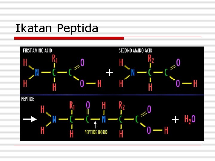 Ikatan Peptida Ikatan Peptida