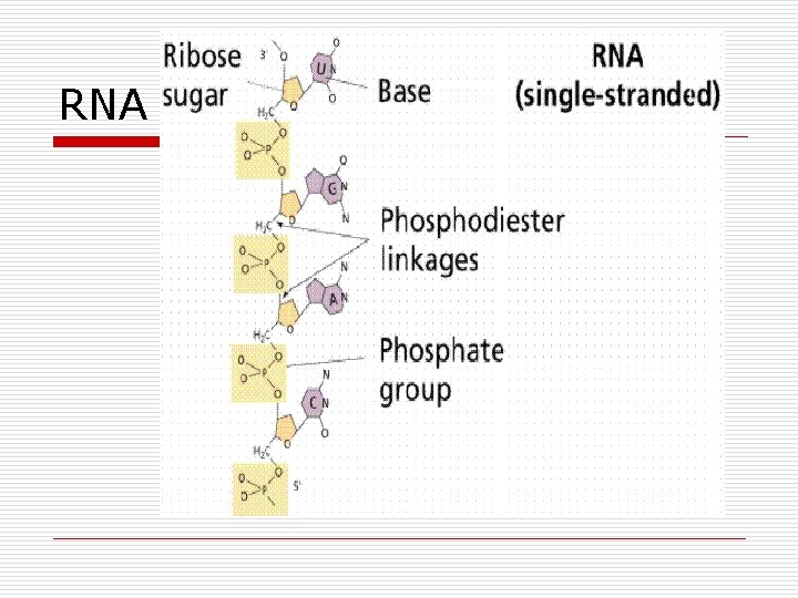 RNA RNA