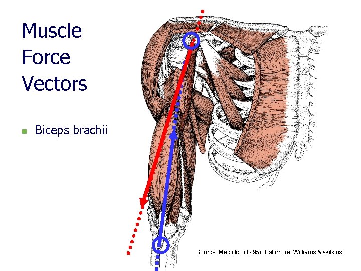 Muscle Force Vectors n Biceps brachii Source: Mediclip. (1995). Baltimore: Williams & Wilkins. 