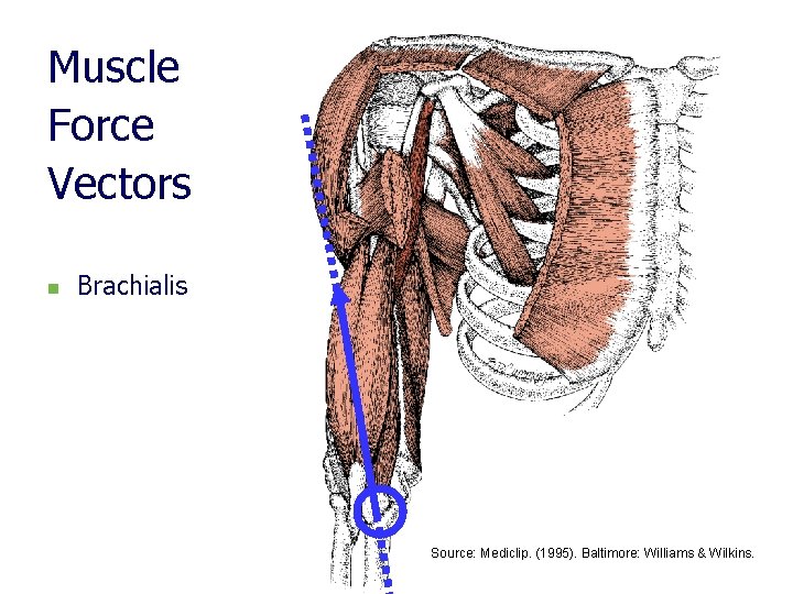Muscle Force Vectors n Brachialis Source: Mediclip. (1995). Baltimore: Williams & Wilkins. 
