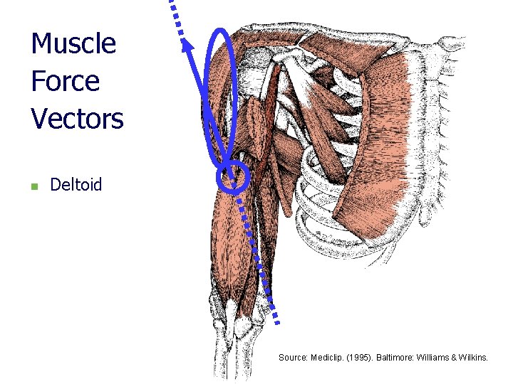 Muscle Force Vectors n Deltoid Source: Mediclip. (1995). Baltimore: Williams & Wilkins. 