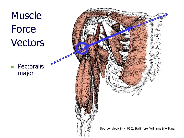 Muscle Force Vectors n Pectoralis major Source: Mediclip. (1995). Baltimore: Williams & Wilkins. 