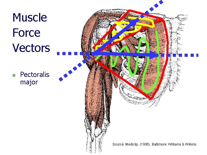 Muscle Force Vectors n Pectoralis major Source: Mediclip. (1995). Baltimore: Williams & Wilkins. 