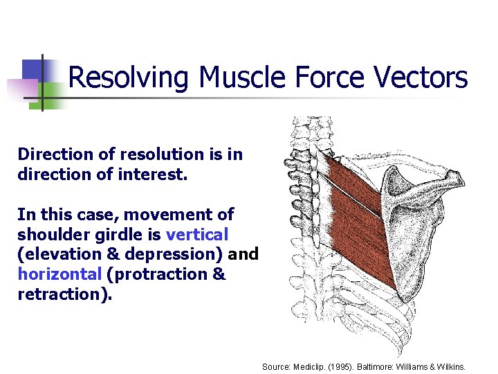 Resolving Muscle Force Vectors Direction of resolution is in direction of interest. In this