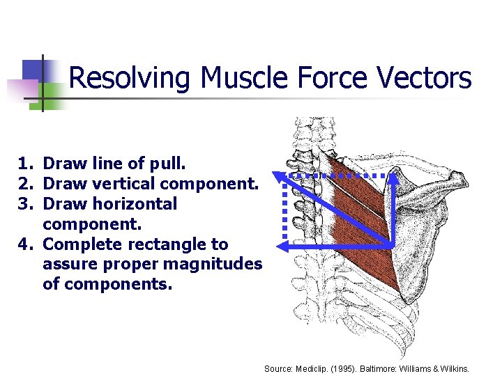 Resolving Muscle Force Vectors 1. Draw line of pull. 2. Draw vertical component. 3.
