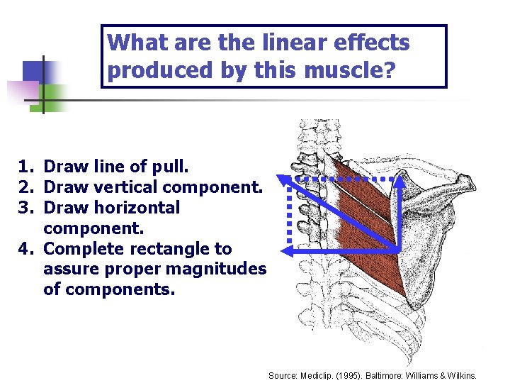 What are the linear effects produced by this muscle? 1. Draw line of pull.