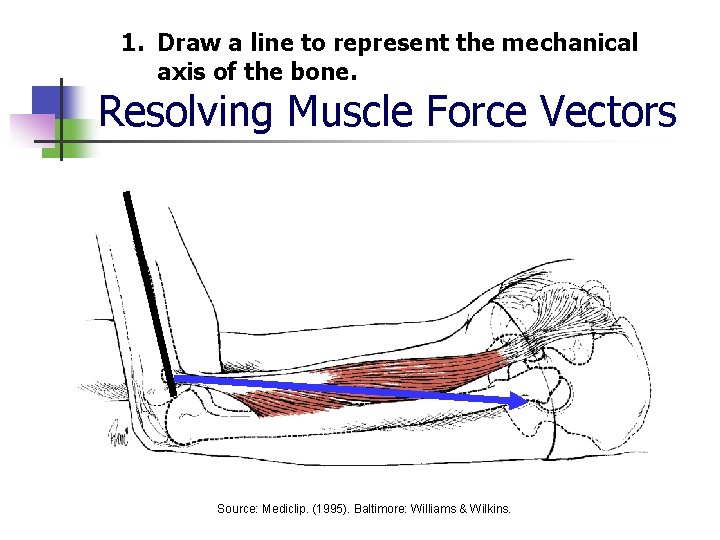 1. Draw a line to represent the mechanical axis of the bone. Resolving Muscle
