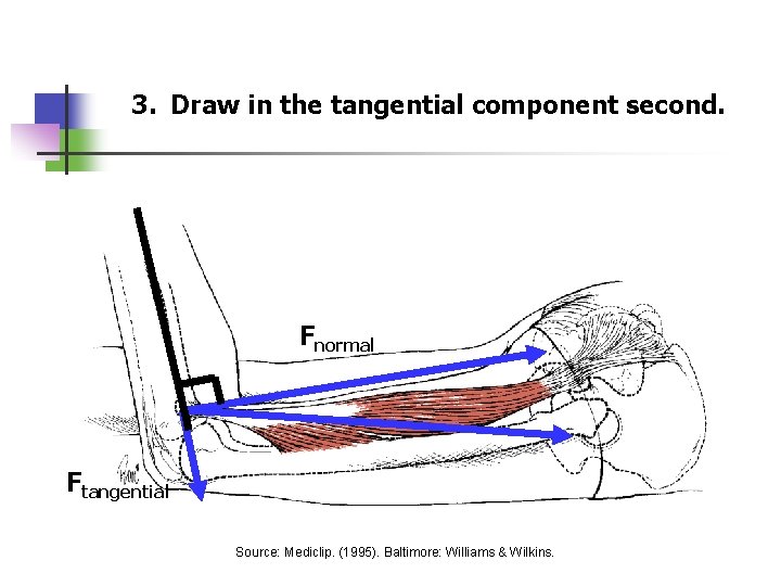 3. Draw in the tangential component second. Fnormal Ftangential Source: Mediclip. (1995). Baltimore: Williams
