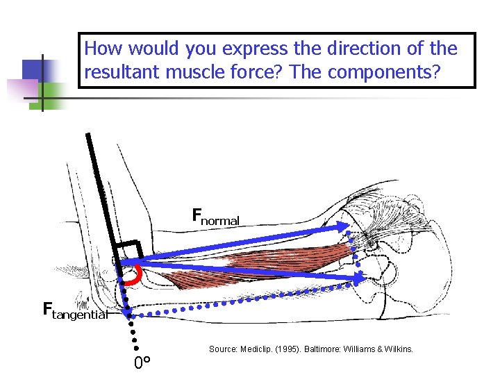 How would you express the direction of the resultant muscle force? The components? Fnormal