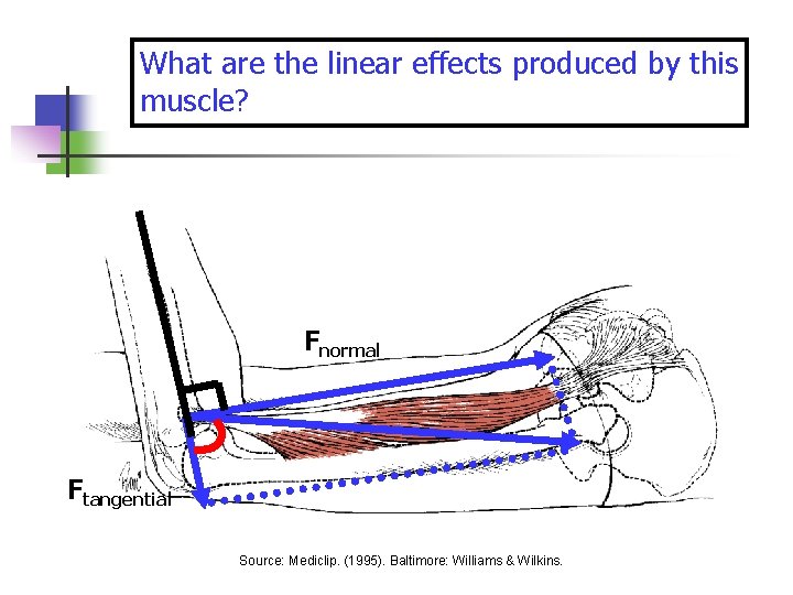 What are the linear effects produced by this muscle? Fnormal Ftangential Source: Mediclip. (1995).