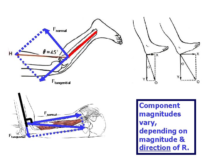 Fnormal Ftangential Component magnitudes vary, depending on magnitude & direction of R. 