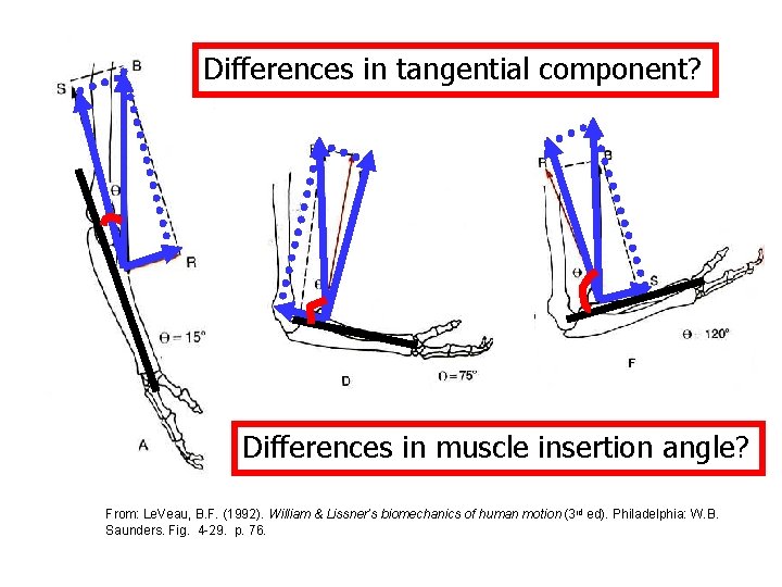 Differences in tangential component? Differences in muscle insertion angle? From: Le. Veau, B. F.