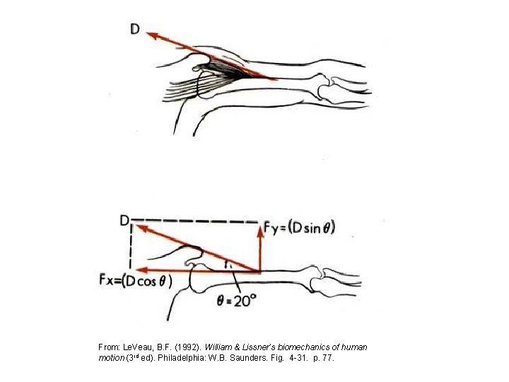 From: Le. Veau, B. F. (1992). William & Lissner’s biomechanics of human motion (3