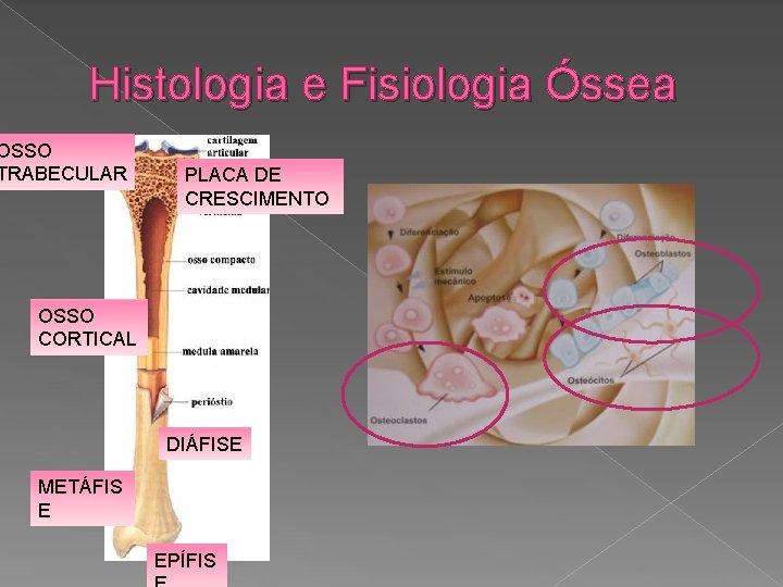 Histologia e Fisiologia Óssea OSSO TRABECULAR PLACA DE CRESCIMENTO OSSO CORTICAL DIÁFISE METÁFIS E