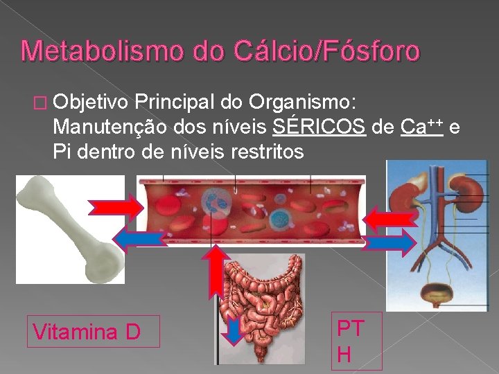 Metabolismo do Cálcio/Fósforo � Objetivo Principal do Organismo: Manutenção dos níveis SÉRICOS de Ca++