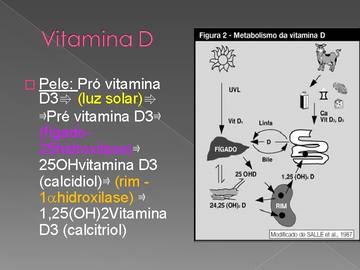 � Pele: Pró vitamina D 3⇛ (luz solar)⇛ ⇛Pré vitamina D 3⇛ (fígado 25