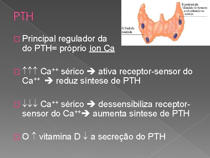 � Principal regulador da do PTH= próprio íon Ca secreção � Ca++ sérico ativa