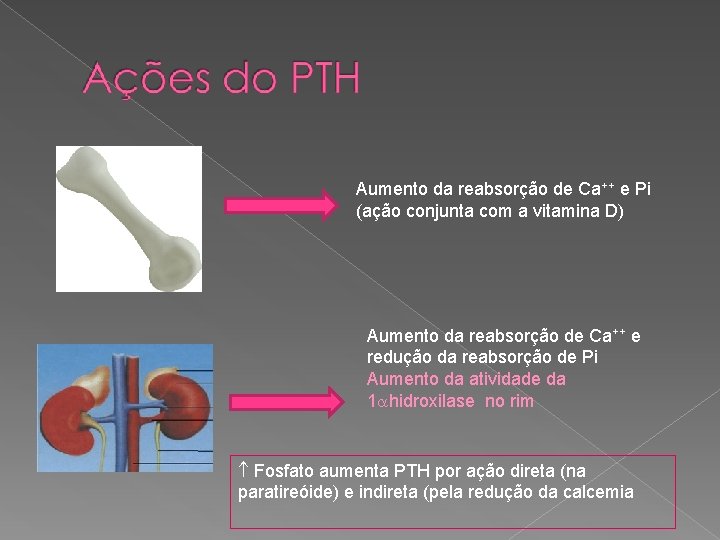 Aumento da reabsorção de Ca++ e Pi (ação conjunta com a vitamina D) Aumento