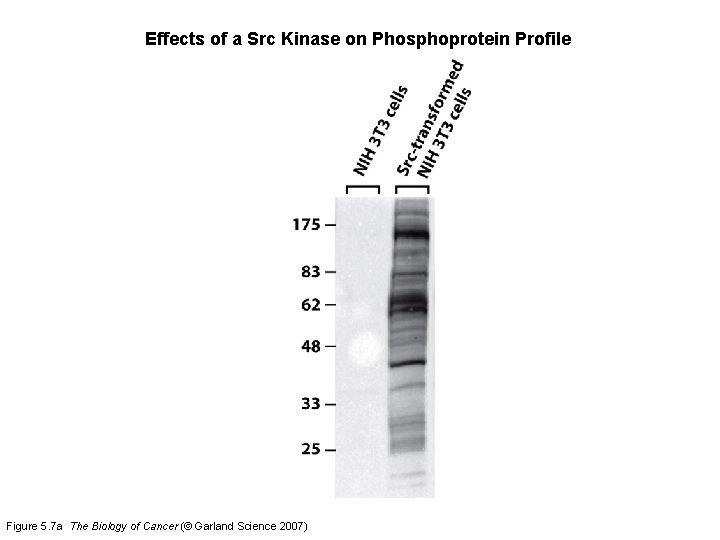 Effects of a Src Kinase on Phosphoprotein Profile Figure 5. 7 a The Biology