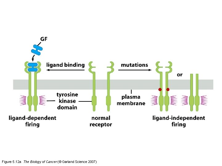 Figure 5. 12 a The Biology of Cancer (© Garland Science 2007) 