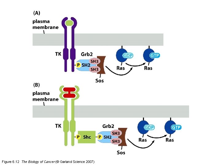 Figure 6. 12 The Biology of Cancer (© Garland Science 2007) 