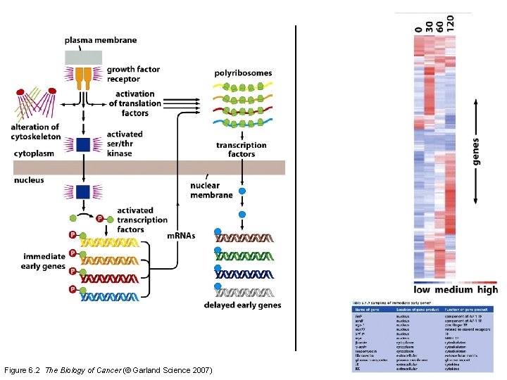 Figure 6. 2 The Biology of Cancer (© Garland Science 2007) 