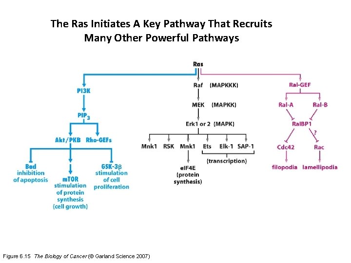 The Ras Initiates A Key Pathway That Recruits Many Other Powerful Pathways Figure 6.