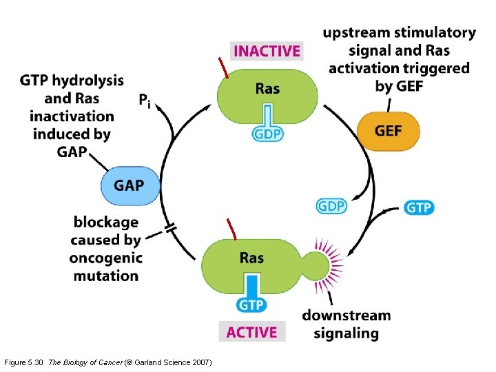Figure 5. 30 The Biology of Cancer (© Garland Science 2007) 