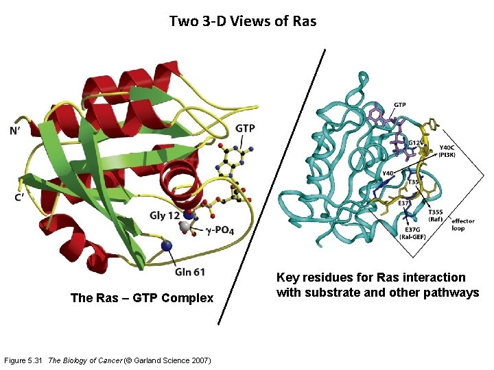 Two 3 -D Views of Ras The Ras – GTP Complex Figure 5. 31