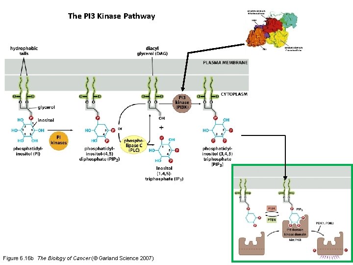 The PI 3 Kinase Pathway Figure 6. 16 b The Biology of Cancer (©