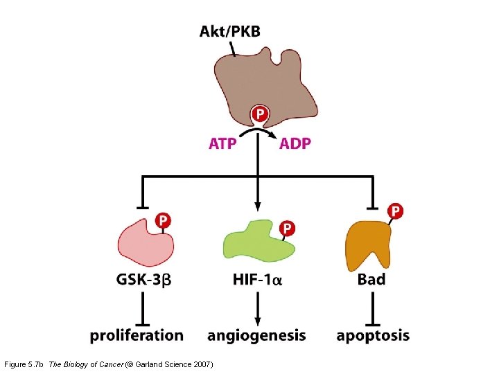 Figure 5. 7 b The Biology of Cancer (© Garland Science 2007) 