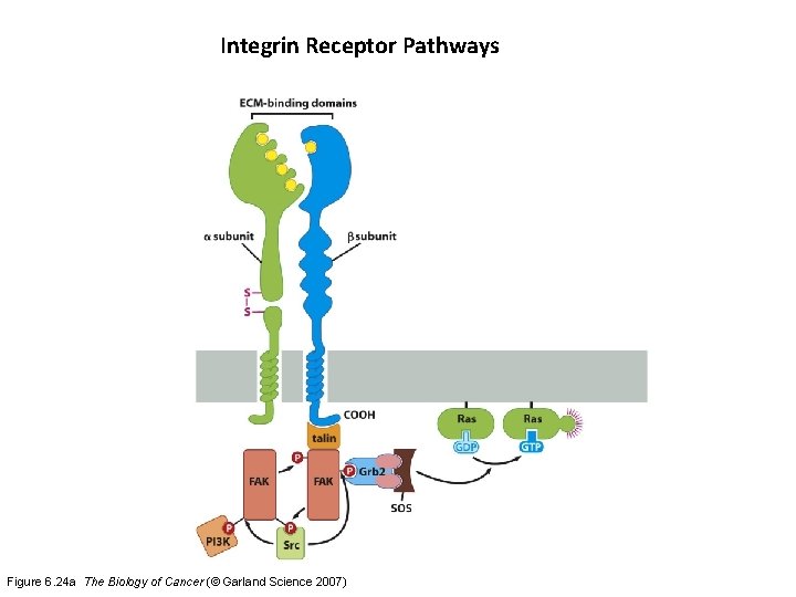 Integrin Receptor Pathways Figure 6. 24 a The Biology of Cancer (© Garland Science