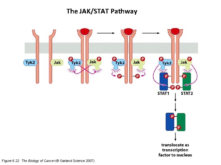 The JAK/STAT Pathway Figure 6. 22 The Biology of Cancer (© Garland Science 2007)